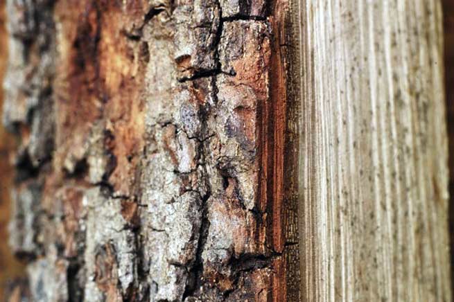Клен как дрова свойства и противопоказания